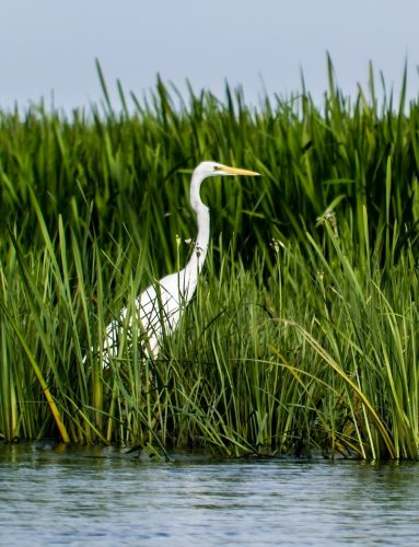 Great White Egret standing on green marsh grasses near gently flowing body of water