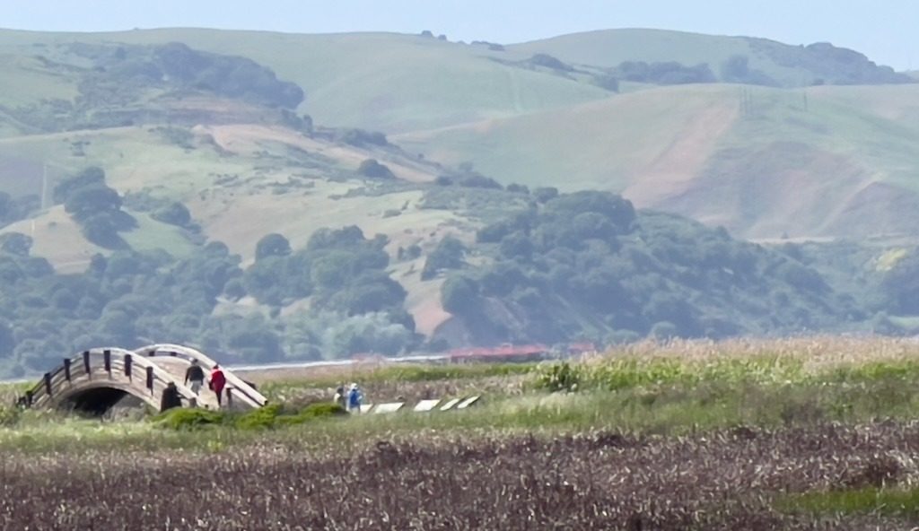 Martinez Climate Action and Advocacy / Shoreline Hills and bridge across wetland Image credit: Christine Stevens