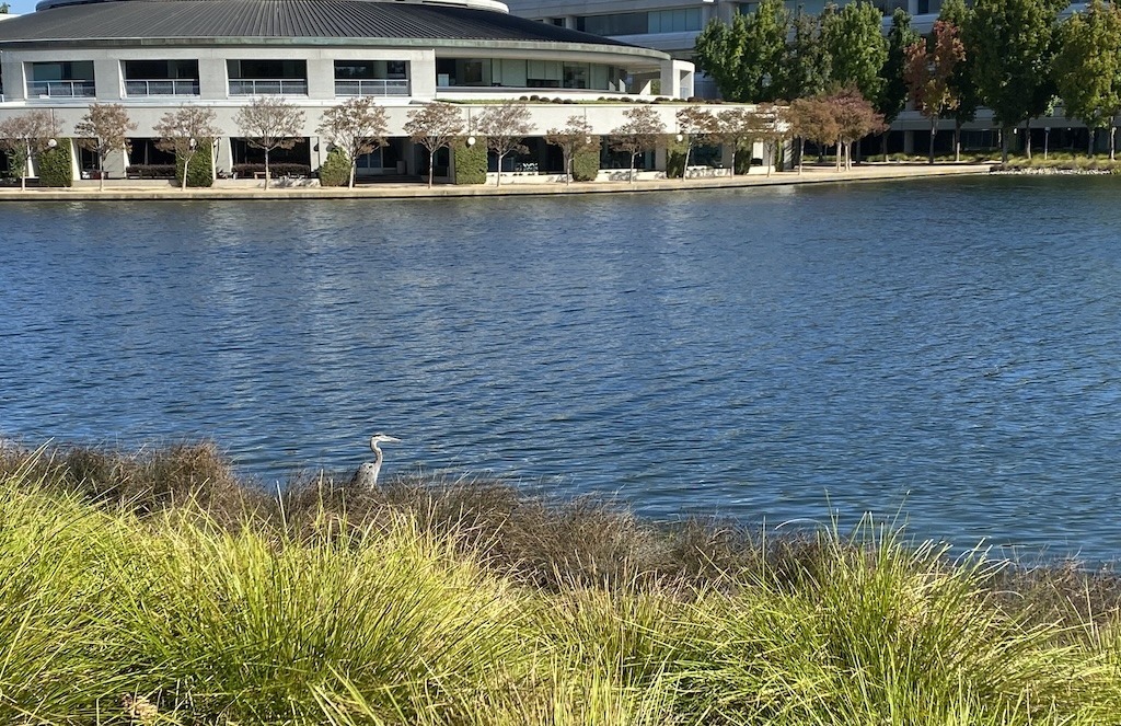 A great blue heron stands among the grasses across the blue waters from the Roundhouse on Annabel Lake, in San Ramon, CA