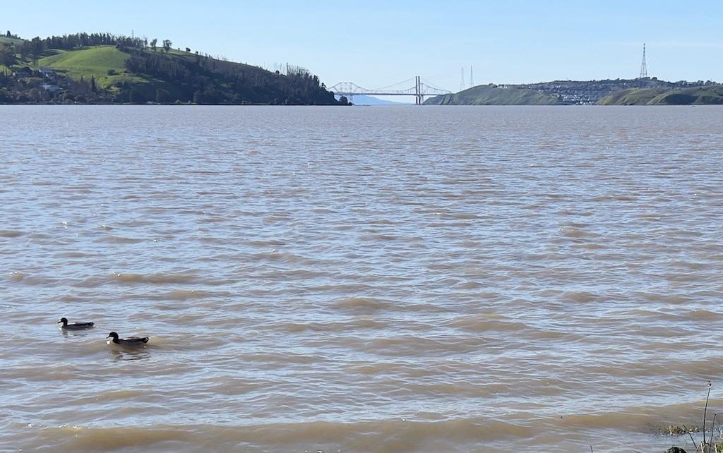 Benicia’s commitment to a resilient future Ducks swim serenely in the Carquinez Strait beside the wetlands, Carquinez Bridge in background. Image credit: Christine Stevens